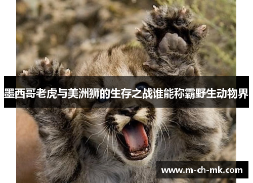 墨西哥老虎与美洲狮的生存之战谁能称霸野生动物界